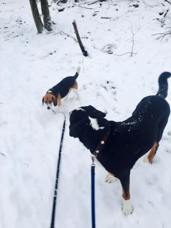Dog-walking