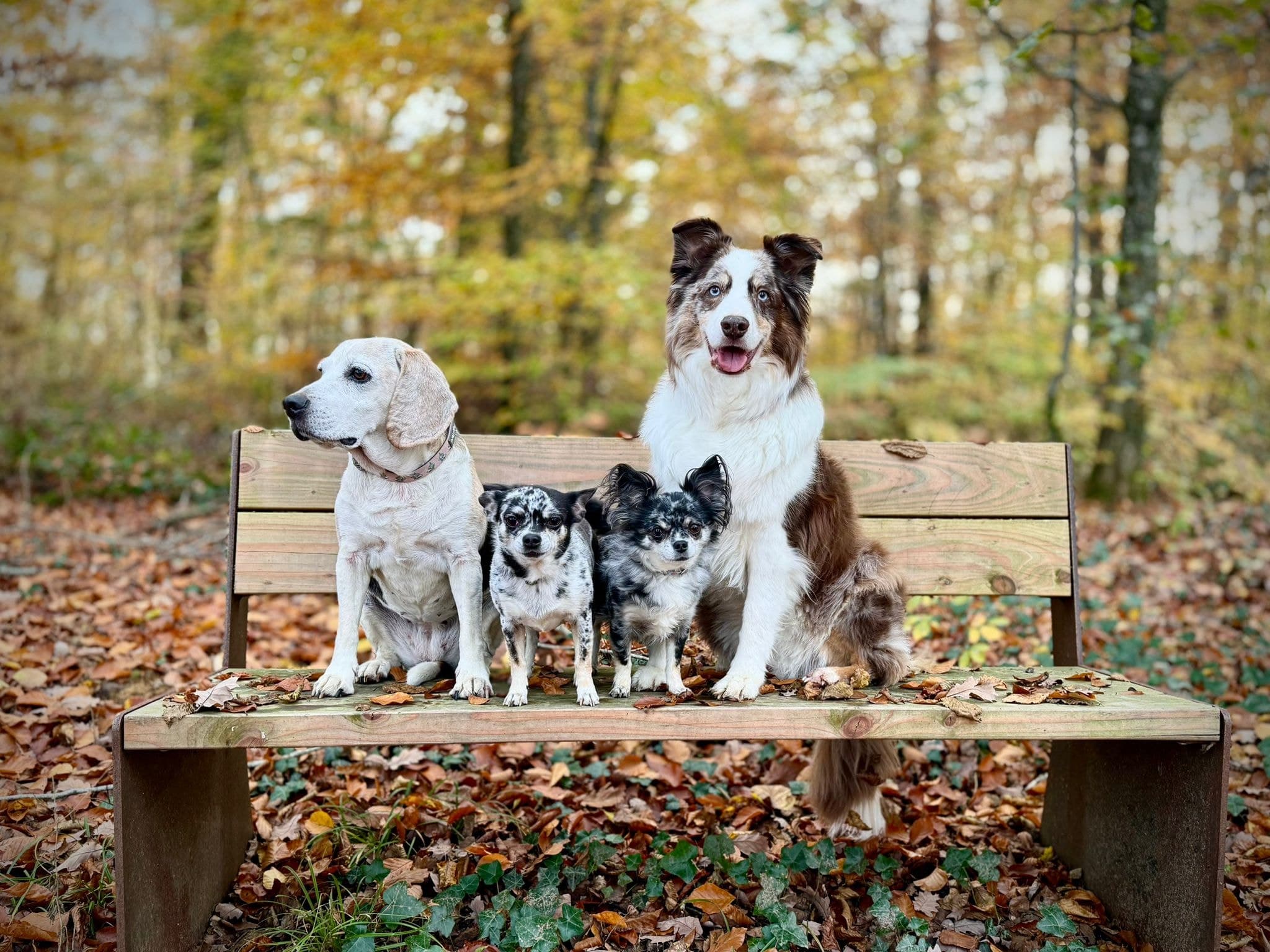 Trois chiens réunis, symbole de la vie de famille Zare-Schlass